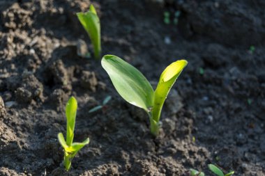bahçede büyüyen yeşil sebzeler