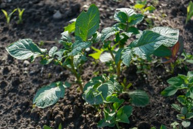 bahçede büyüyen yeşil sebzeler