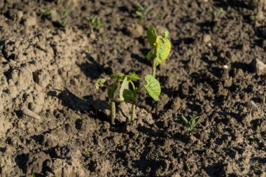 bahçede büyüyen yeşil sebzeler