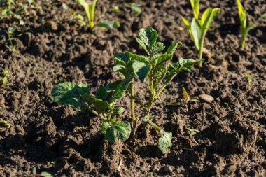 bahçede büyüyen yeşil sebzeler
