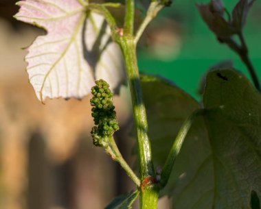 Bahçede yeşil üzüm yaprakları
