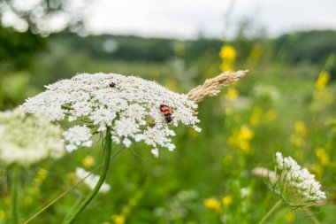 Bahçede yeşil çimlerle büyüyen çiçekler..