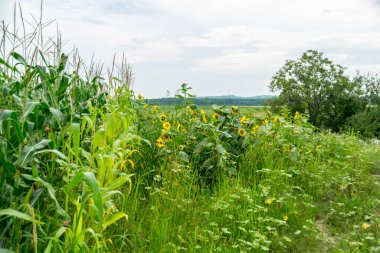 Tarlada yetişen yeşil mısırın görüntüsü, tarım kavramı