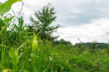 Tarlada yetişen yeşil mısırın görüntüsü, tarım kavramı