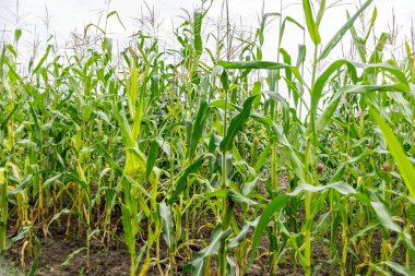 Tarlada yetişen yeşil mısır