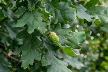 close up of acorn with green trees