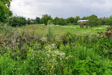 yeşil ağaçlar ve bitkiler ormandaki evin yakınında yetişiyor.