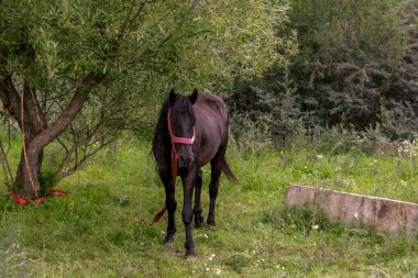 Ormandaki güzel at sahnesi
