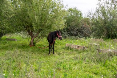 Ormandaki güzel at sahnesi