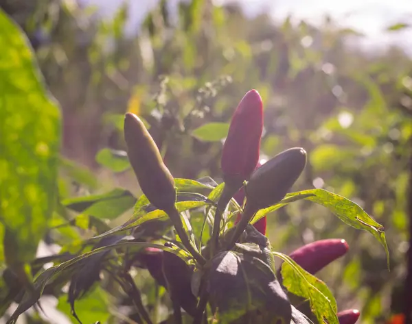 Poivrons Poussant Dans Jardin Journée Ensoleillée — Photo