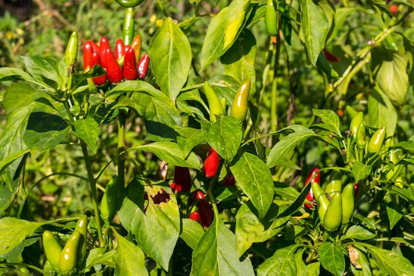 Poivrons Poussant Dans Jardin Journée Ensoleillée — Photo