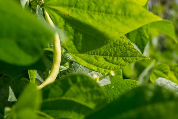 Primer Plano Los Guisantes Verdes Que Crecen Jardín —  Fotos de Stock