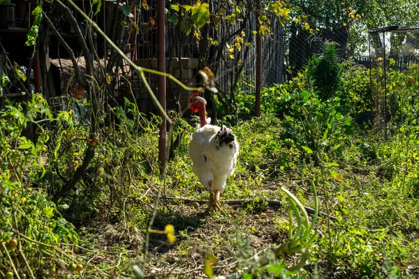 chicken grazing in the village garden