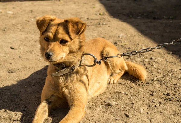 Bahçede zincirli kızıl köpek