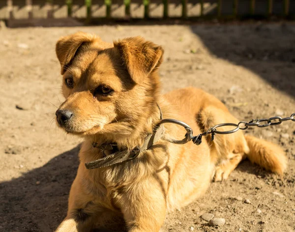 Ginger Dog Αλυσίδα Στην Αυλή — Φωτογραφία Αρχείου