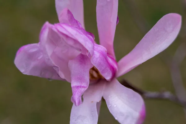 Vackra Rosa Blommor Som Växer Trädgården — Stockfoto