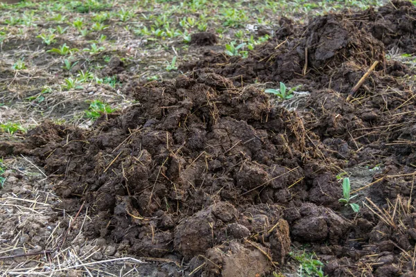 Van Dichtbij Zicht Mest Grond — Stockfoto