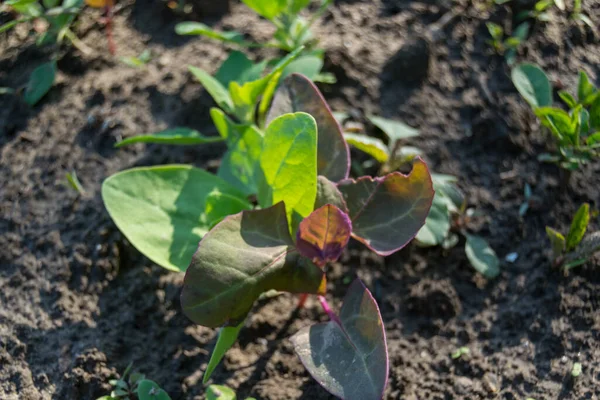 Légumes Verts Poussant Dans Jardin — Photo