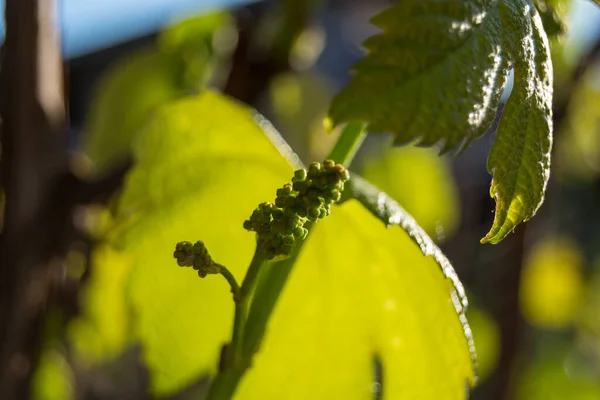 Feuilles Raisin Vert Dans Jardin — Photo