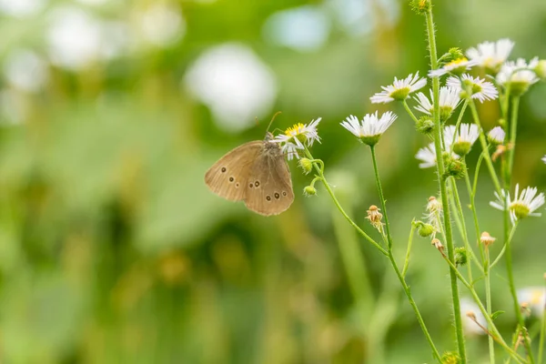 Nahaufnahme Von Schönen Wilden Schmetterling Auf Dem Feld — Stockfoto