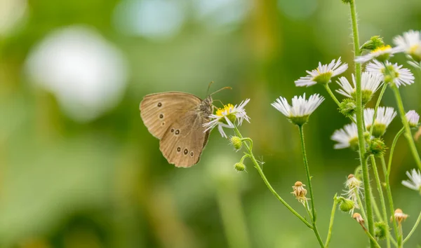 Nahaufnahme Von Schönen Wilden Schmetterling Auf Dem Feld — Stockfoto