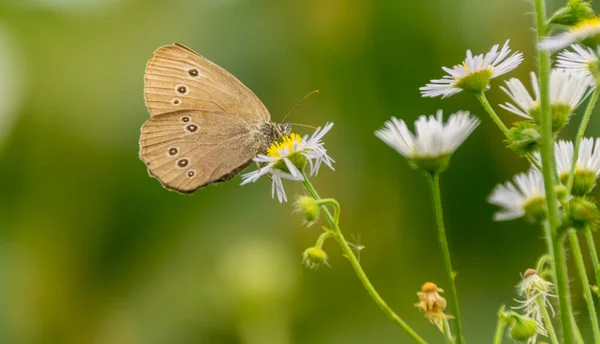 Nahaufnahme Von Schönen Wilden Schmetterling Auf Dem Feld — Stockfoto