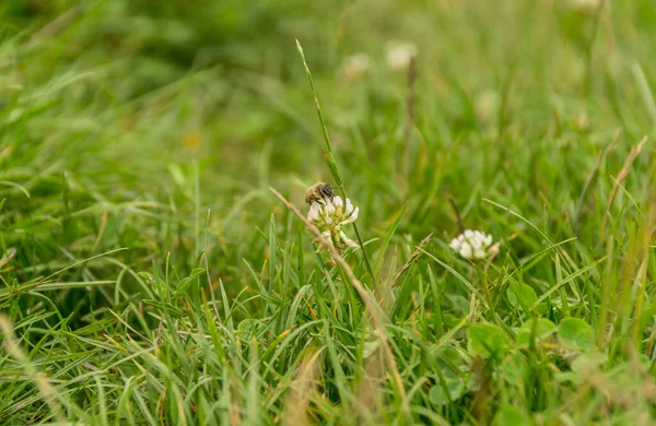 Flowers Growing Green Grass Garden — Fotografia de Stock