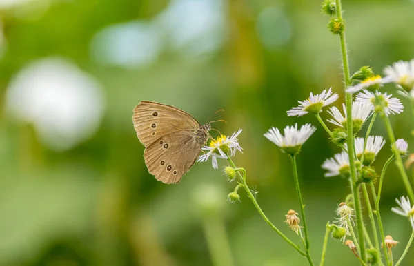 Nahaufnahme Von Schönen Wilden Schmetterling Auf Dem Feld — Stockfoto