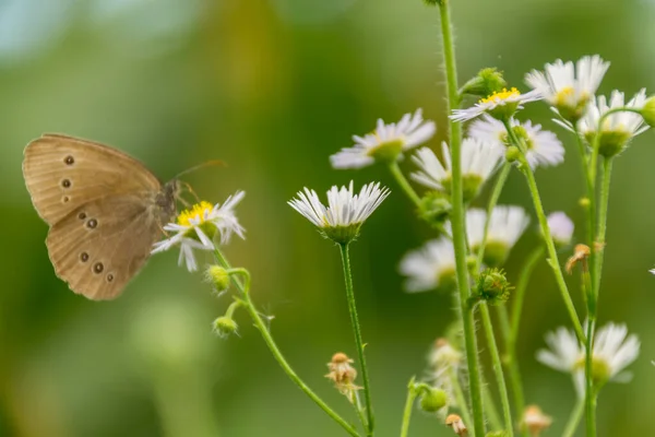 Butterfly Sits White Flowers — Stockfoto