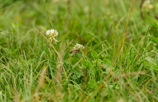 Blumen Wachsen Mit Grünem Gras Garten — Stockfoto