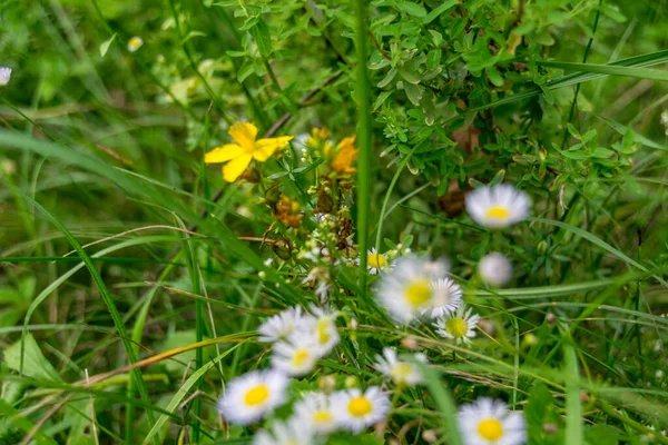 Blumen Wachsen Mit Grünem Gras Garten — Stockfoto