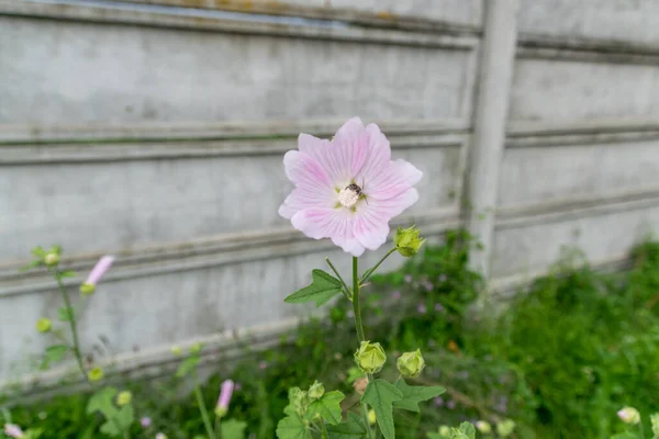 Beautiful Single Flower Growing Garden — Foto de Stock