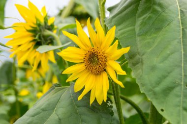Tarlada yetişen güzel ayçiçekleri