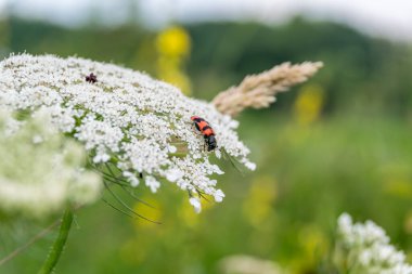 Bahçede yeşil çimlerle büyüyen çiçekler..