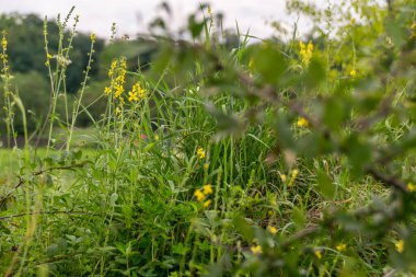 Bahçede yeşil çimlerle büyüyen çiçekler..