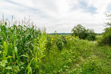 Tarlada yetişen yeşil mısırın görüntüsü, tarım kavramı