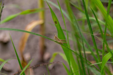 grasshopper on green grass in the garden