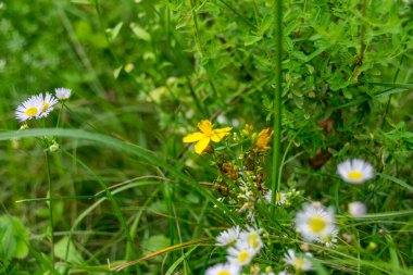 Bahçede yeşil çimlerle büyüyen çiçekler..