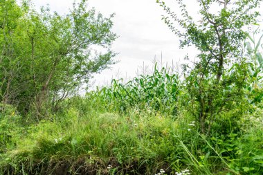 beautiful view of the forest with green trees