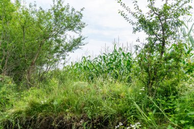 beautiful view of the forest with green trees