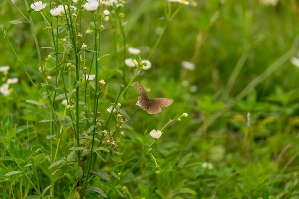 Nahaufnahme Von Schönen Wilden Schmetterling Auf Dem Feld — Stockfoto