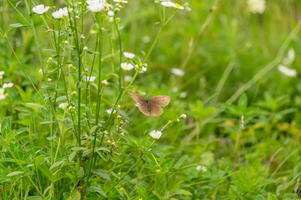 Closeup Όμορφη Άγρια Πεταλούδα Στο Πεδίο — Φωτογραφία Αρχείου