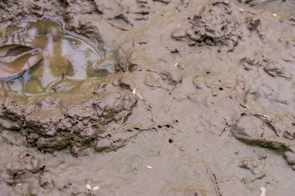 wet mud ground, close up view