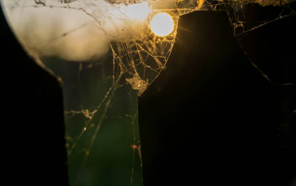 Pókháló Kerítés Napsütés Háttérben — Stock Fotó