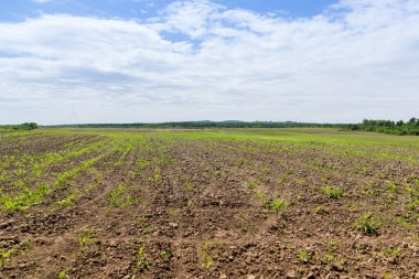 Yeşil mısır tarlasına bakış, tarım kavramı