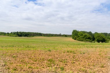 Yeşil mısır tarlasına bakış, tarım kavramı