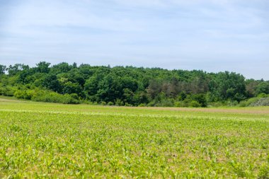 Yeşil mısır tarlasına bakış, tarım kavramı