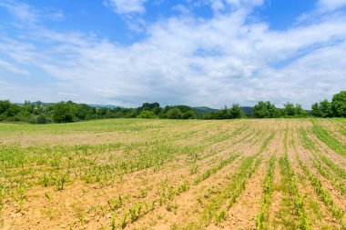 Yeşil mısır tarlasına bakış, tarım kavramı