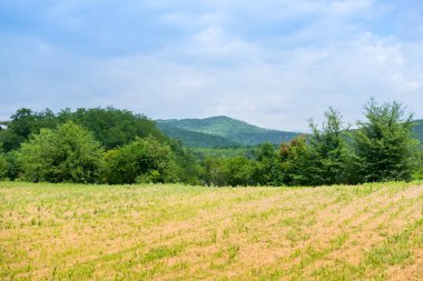 Yeşil mısır tarlasına bakış, tarım kavramı