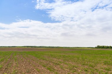 Yeşil mısır tarlasına bakış, tarım kavramı